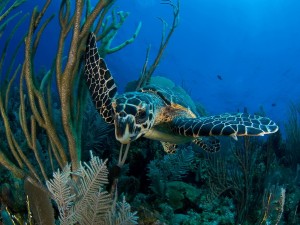 Schildpad op Bonaire