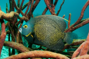 Duiken op Bonaire