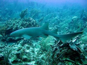 Haai bonaire