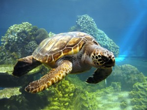 Schildpad Bonaire