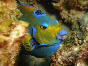 Vis Bonaire