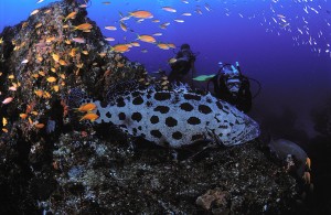 Vis koraal Bonaire
