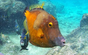 Vissen Bonaire