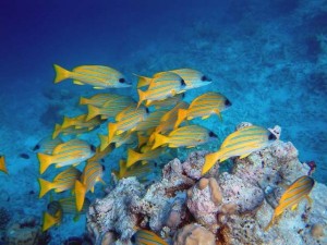 Vissen in bonaire