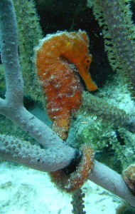 Zeepaard Bonaire