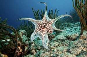 Zeester bonaire