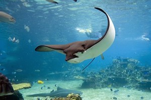 rog bonaire